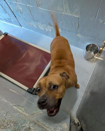 MAXI, Adoptable, Adult Female Mixed Breed & Mixed Breed.