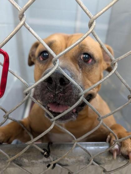 MAXI, a Adoptable Mixed Breed in Hamilton, NJ image 2/2