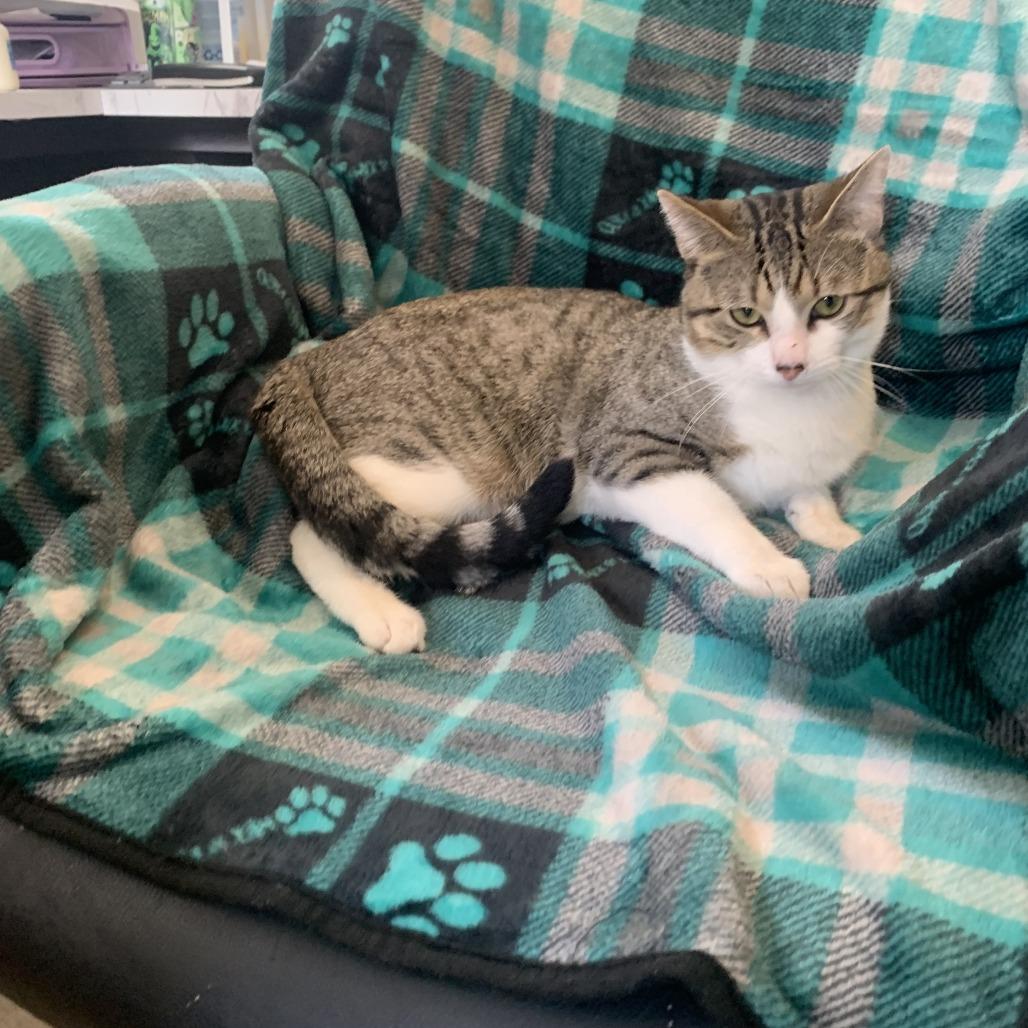 Reuben 25-026, Adoptable, Adult Male American Shorthair & Domestic Short Hair.