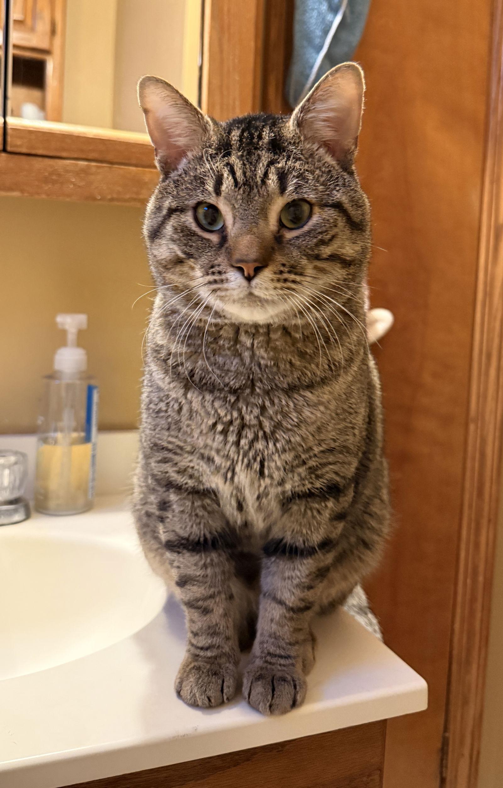 Bruce, Adopted, Young Male Domestic Short Hair.