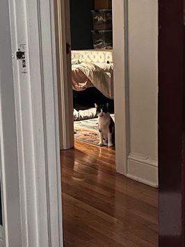 Callie: In Foster Care, Adoptable, Adult Female Domestic Short Hair.