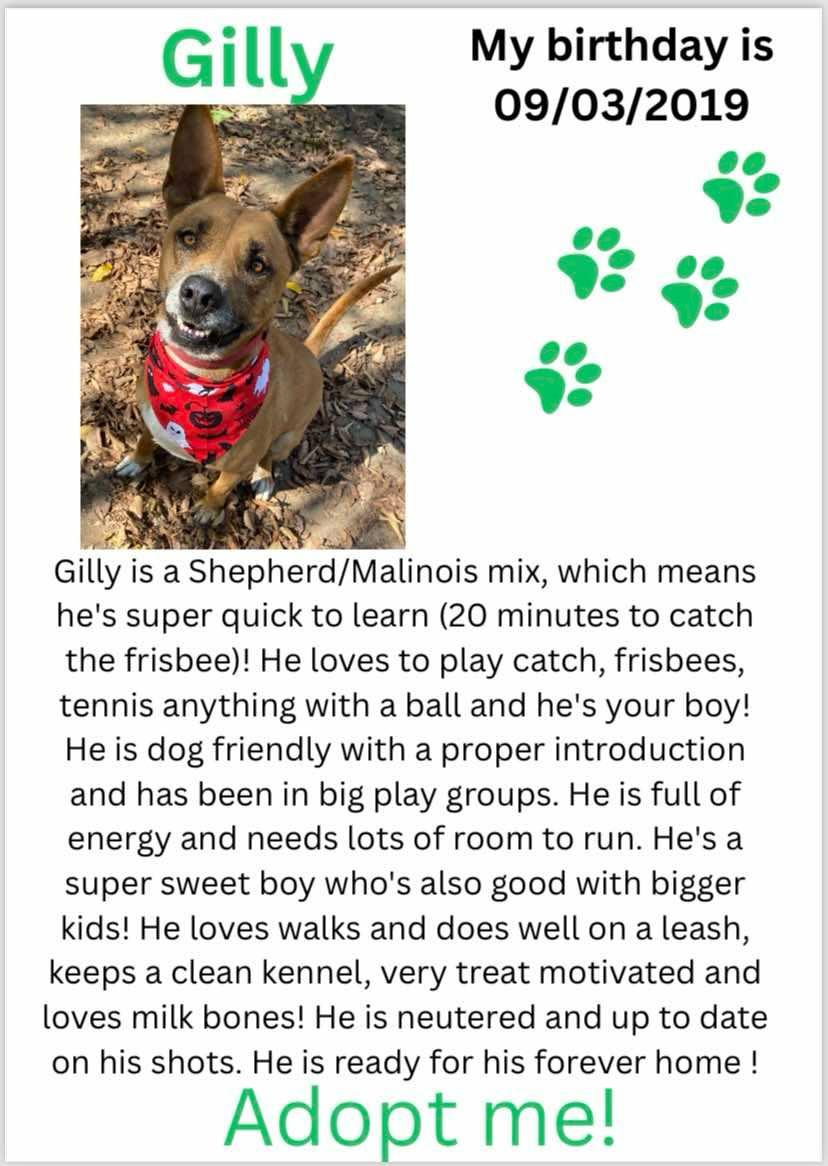 Enlarge Gilly, an adoptable mixed breed in Denison, TX image 2/4