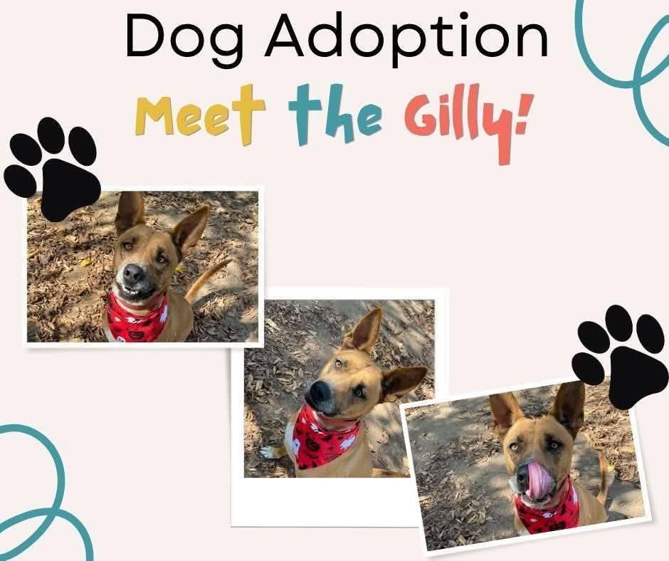 Enlarge Gilly, an adoptable mixed breed in Denison, TX image 4/4