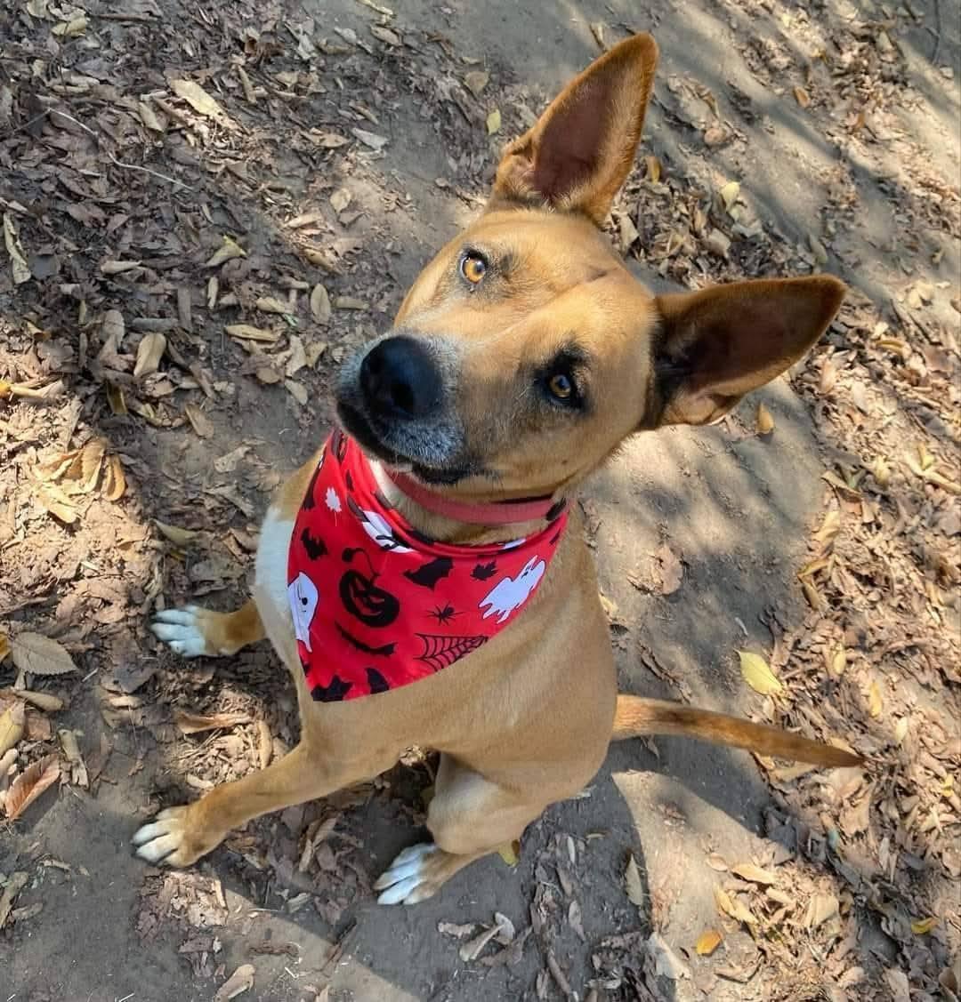 Enlarge Gilly, an adoptable mixed breed in Denison, TX image 3/4