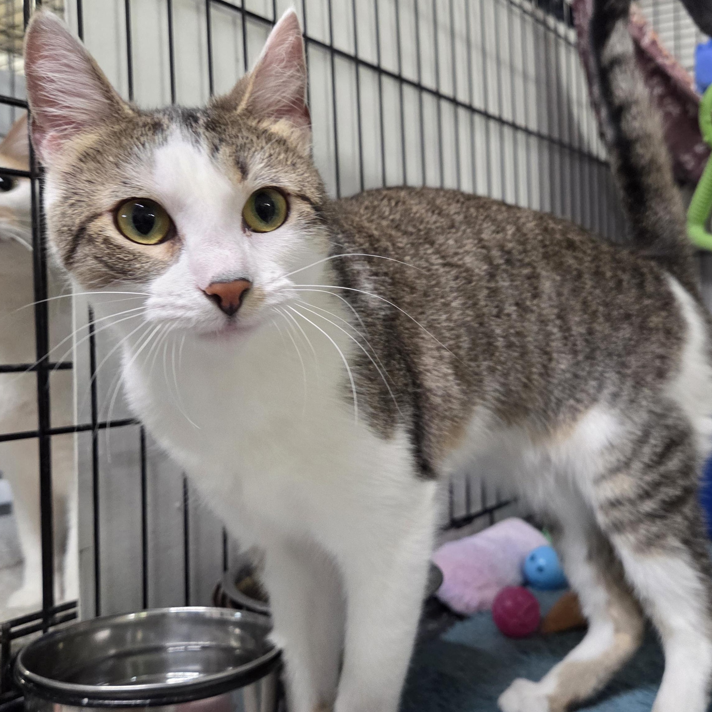Valery, Adoptable, Young Female Domestic Short Hair.