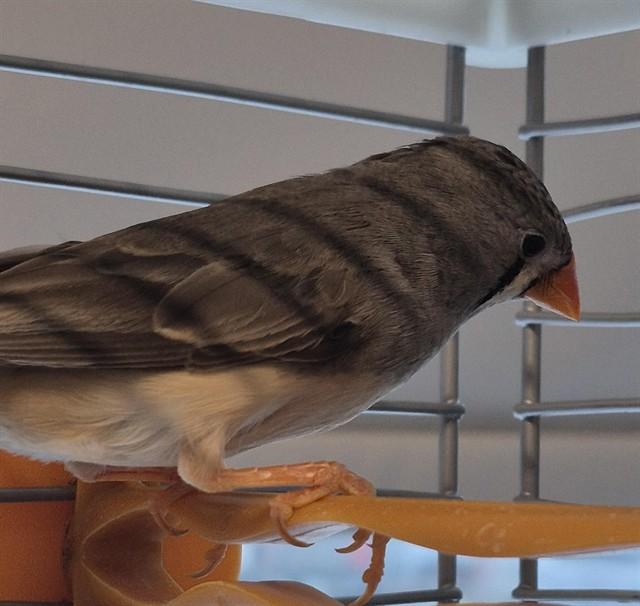 Enlarge MUFFIN, a Adoptable Finch in Vaughan, ON image 1/1