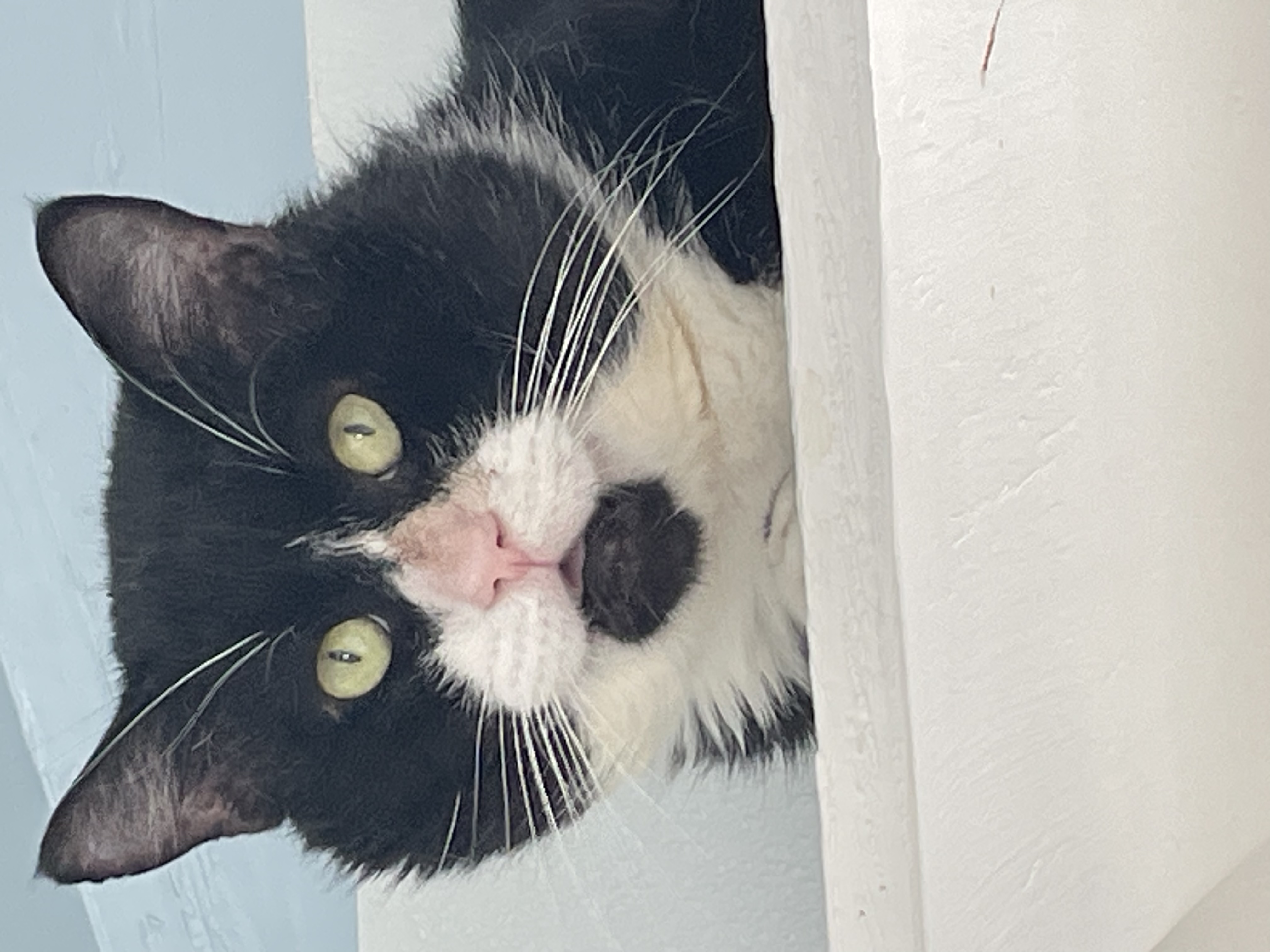 Wolfman Jack, Adopted, Adult Male Domestic Short Hair.