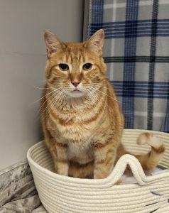 Enlarge Sonny, a ADOPTABLE Domestic Short Hair in Bucyrus, OH image 1/3
