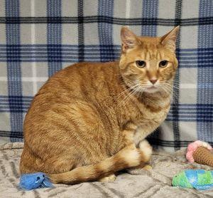 Enlarge Sonny, a ADOPTABLE Domestic Short Hair in Bucyrus, OH image 3/3