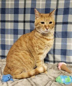 Enlarge Sonny, a ADOPTABLE Domestic Short Hair in Bucyrus, OH image 2/3