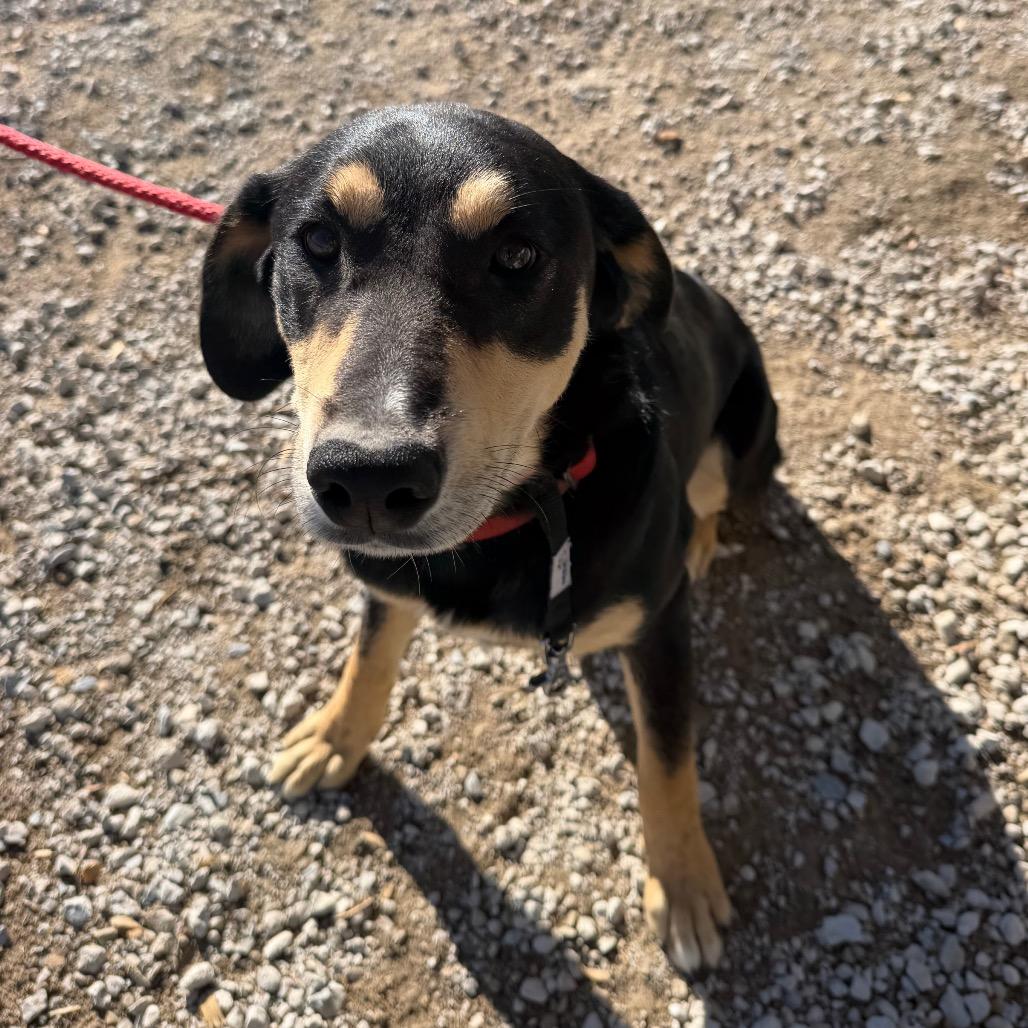 Enlarge Tootsie, a Adoptable mixed breed in Spanish Fork, UT image 1/1