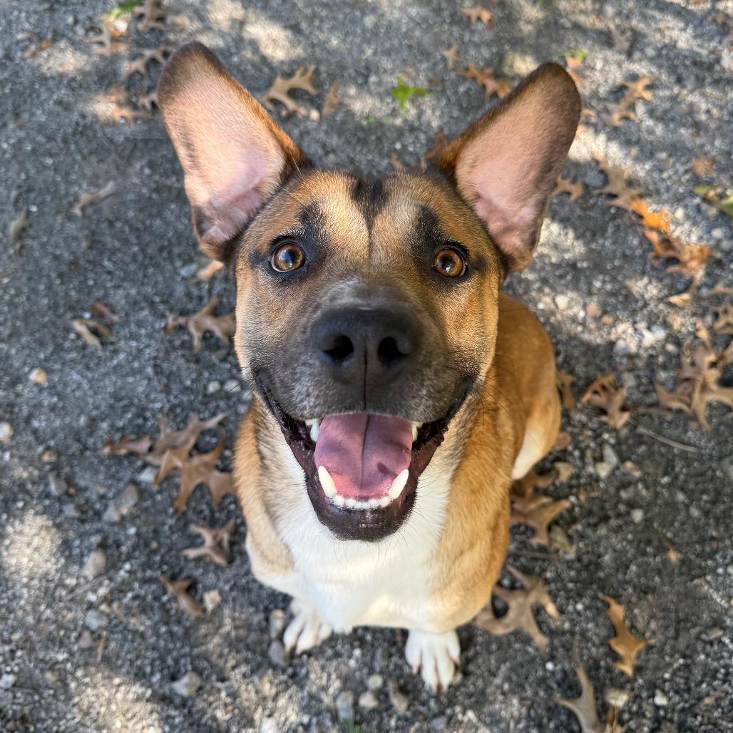 Enlarge Mr. Squash, a Adoptable Mixed Breed in Martinsville, VA image 1/6