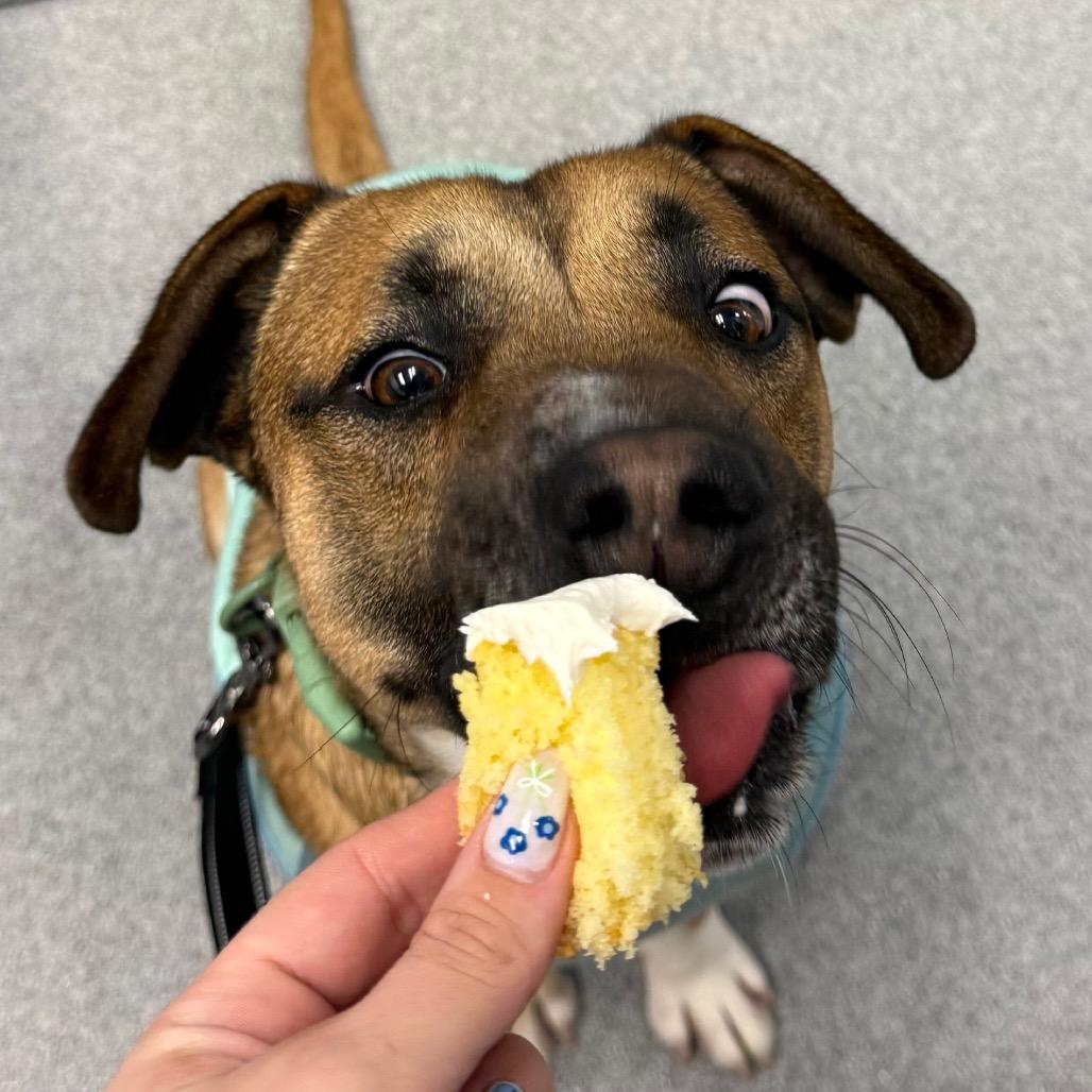 Mr. Squash, Adoptable, Young Male Mixed Breed.