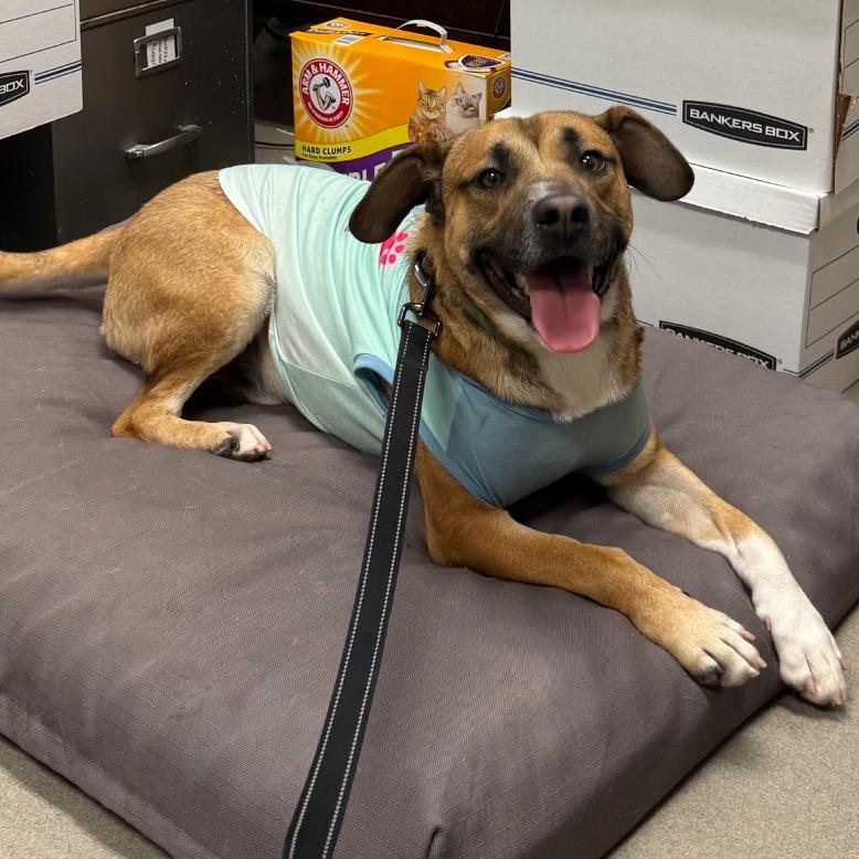 Mr. Squash, Adoptable, Adult Male Mixed Breed.