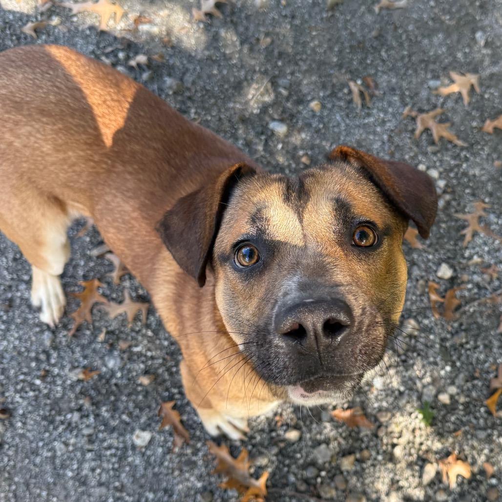 Enlarge Mr. Squash, a Adoptable Mixed Breed in Martinsville, VA image 2/6