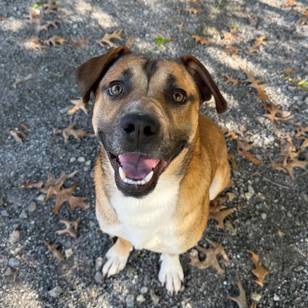 Enlarge Mr. Squash, a Adoptable Mixed Breed in Martinsville, VA image 3/6