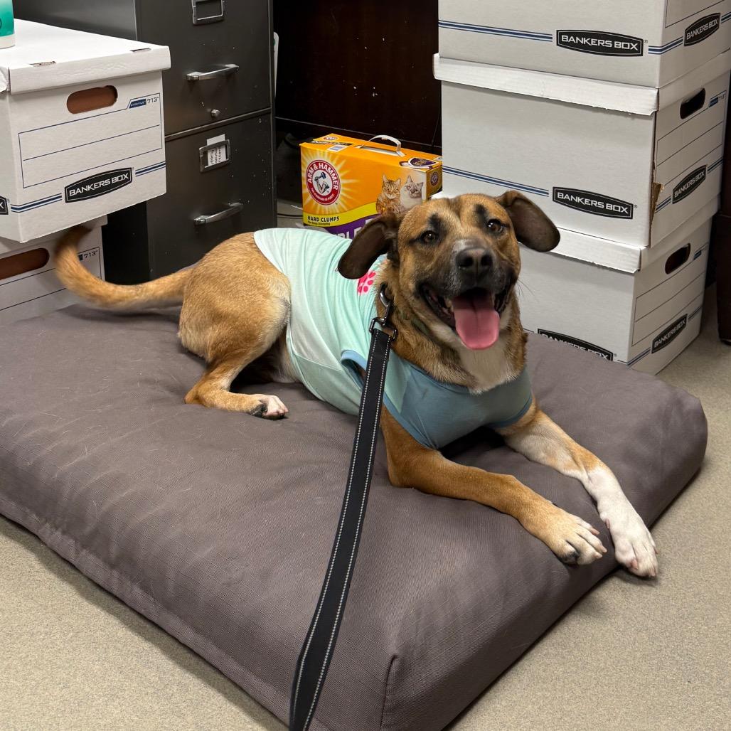 Enlarge Mr. Squash, a Adoptable Mixed Breed in Martinsville, VA image 3/6