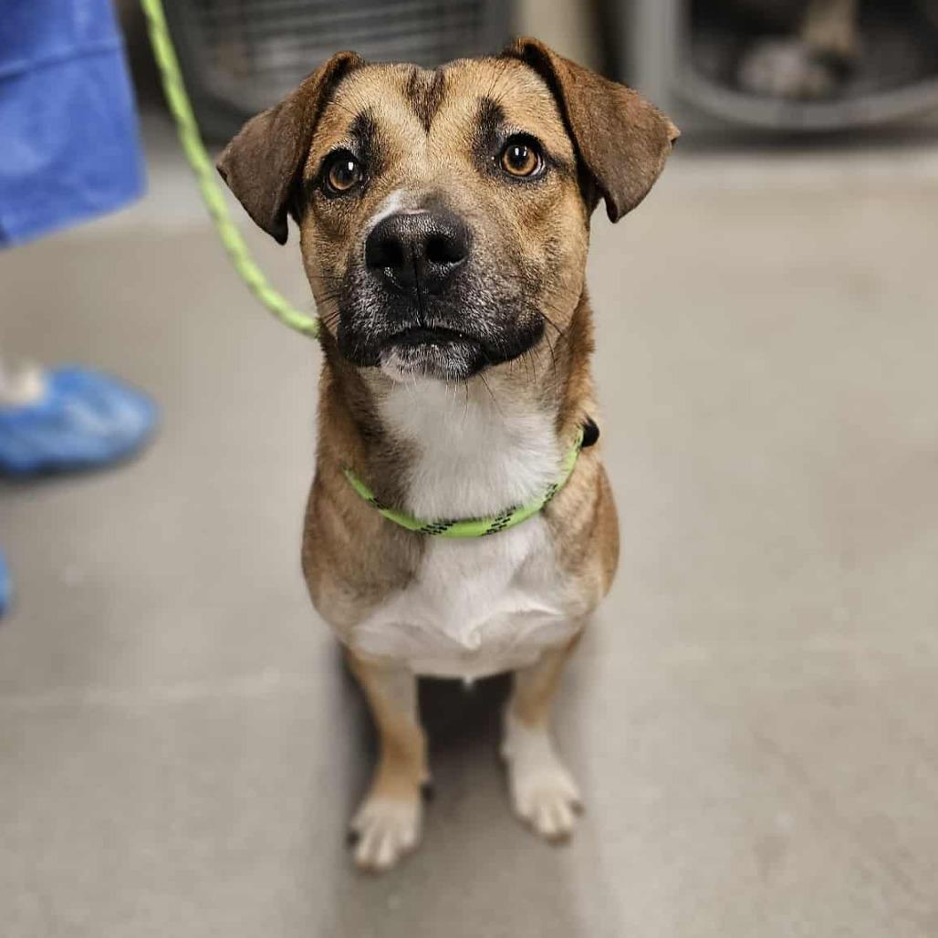 Enlarge Mr. Squash, a Adoptable Mixed Breed in Martinsville, VA image 4/6