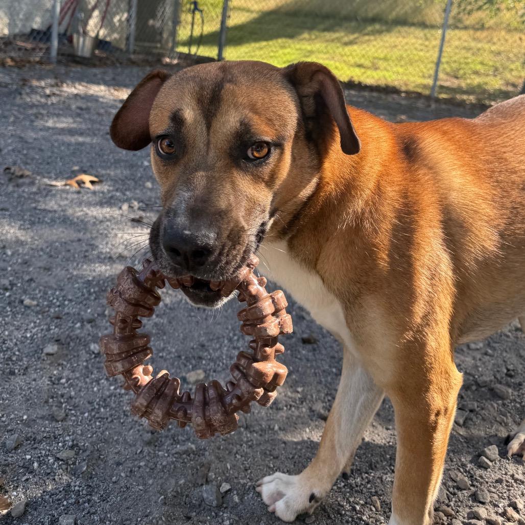 Enlarge Mr. Squash, a Adoptable Mixed Breed in Martinsville, VA image 5/6