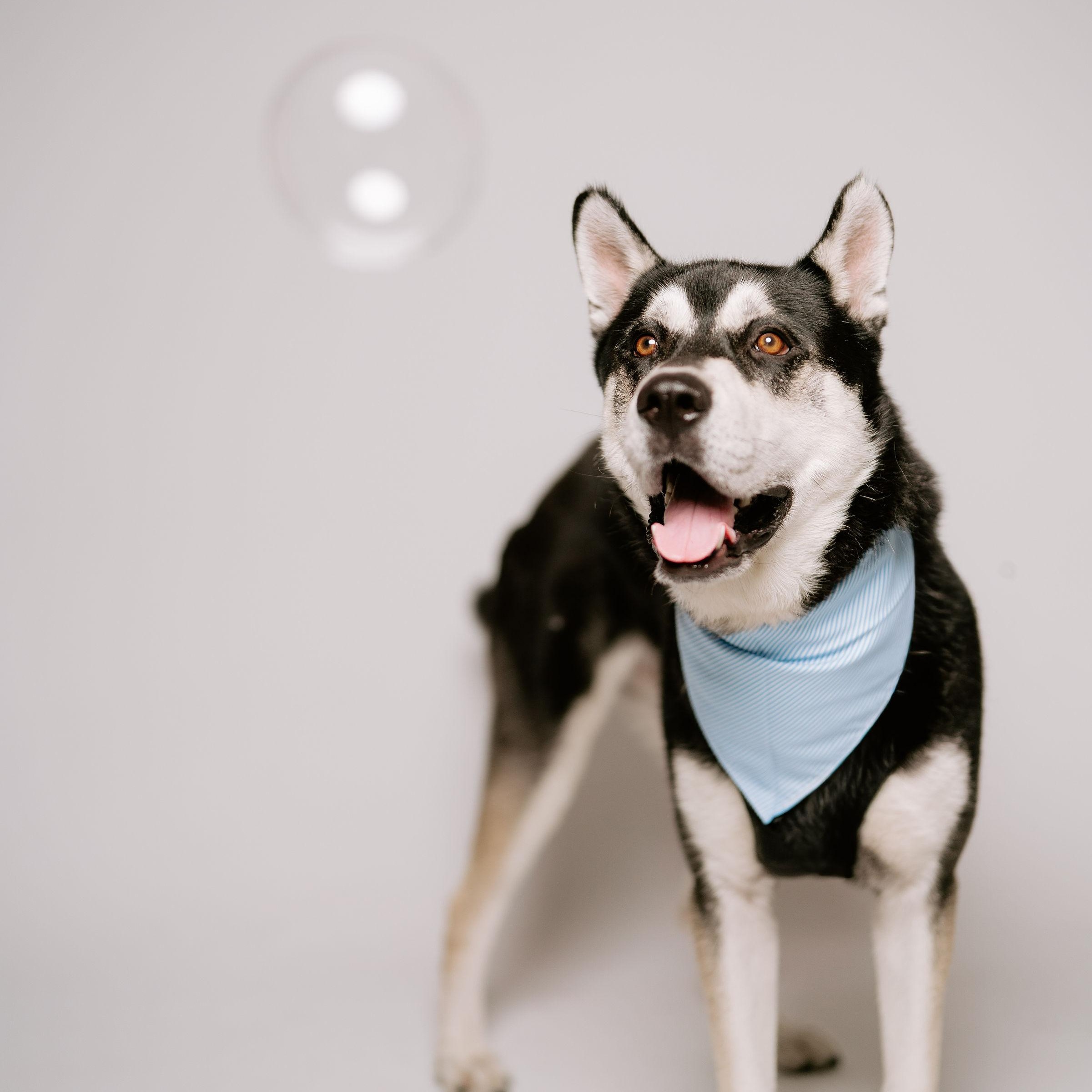 Ace, Adoptable, Young Male Husky.