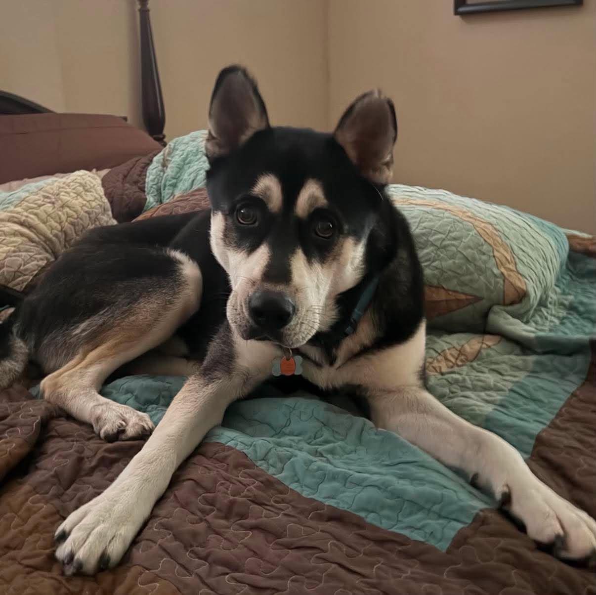 Enlarge Ace, a Adoptable mixed breed in Cheektowaga, NY image 5/6