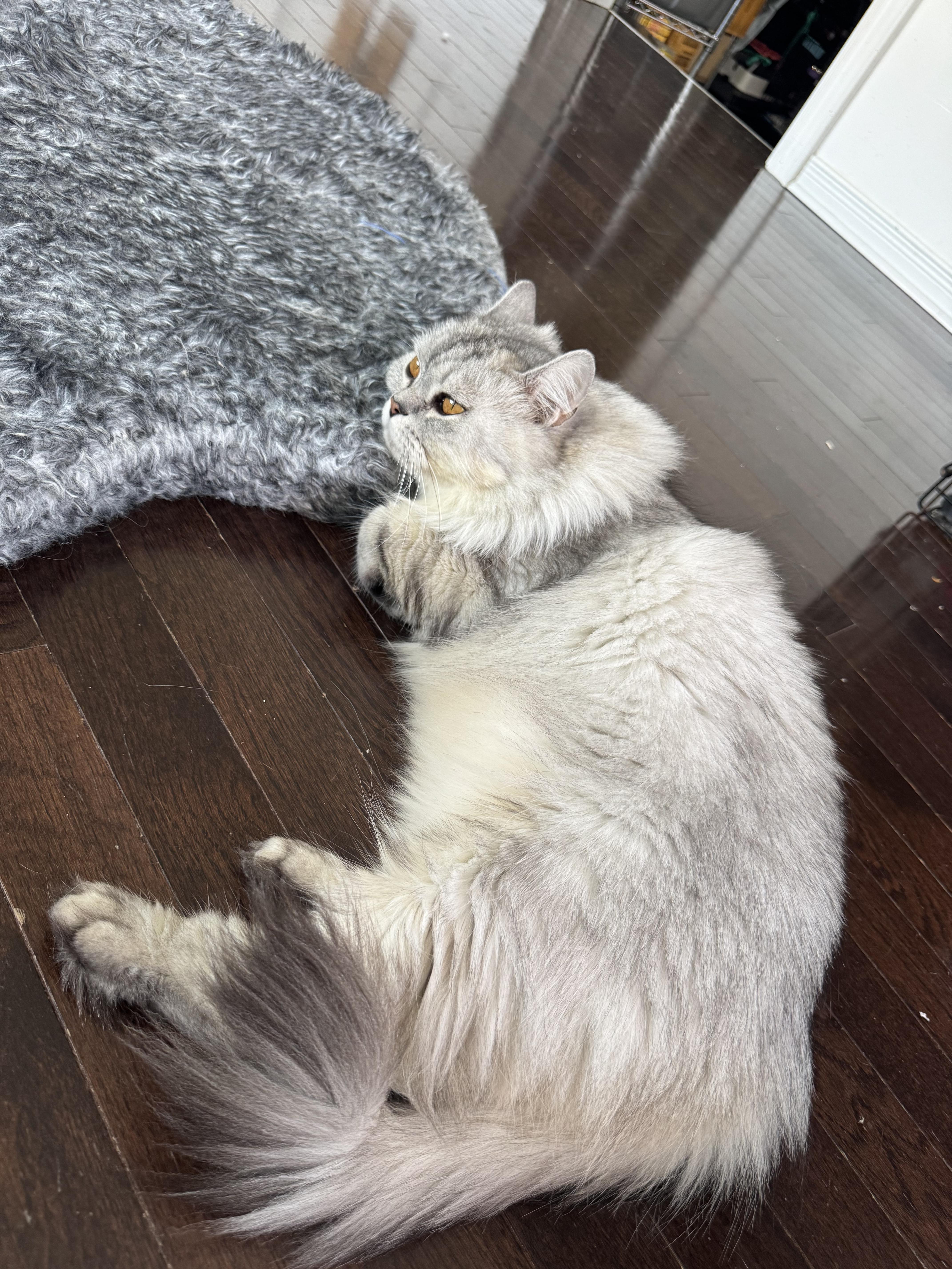 Grayale- A mini Husky, an adoptable Siberian in Brampton, ON, L6P 2E9 | Photo Image 3