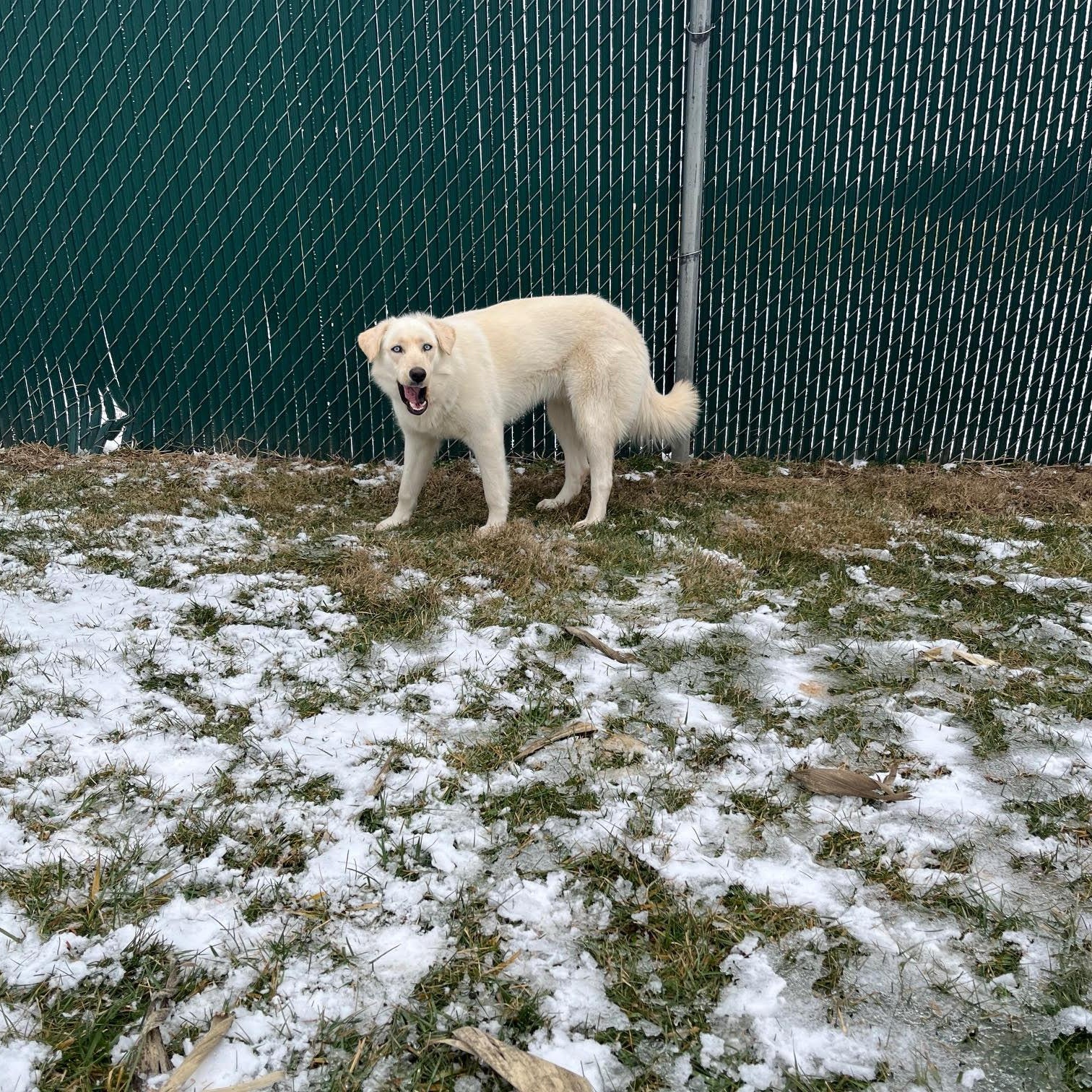 Enlarge Laika, an adopted mixed breed in West Jefferson, OH image 6/6