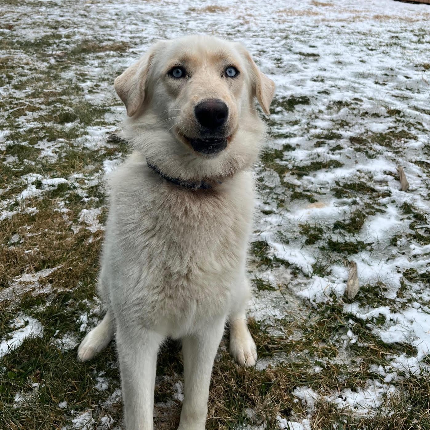 Enlarge Laika, an adopted mixed breed in West Jefferson, OH image 3/6