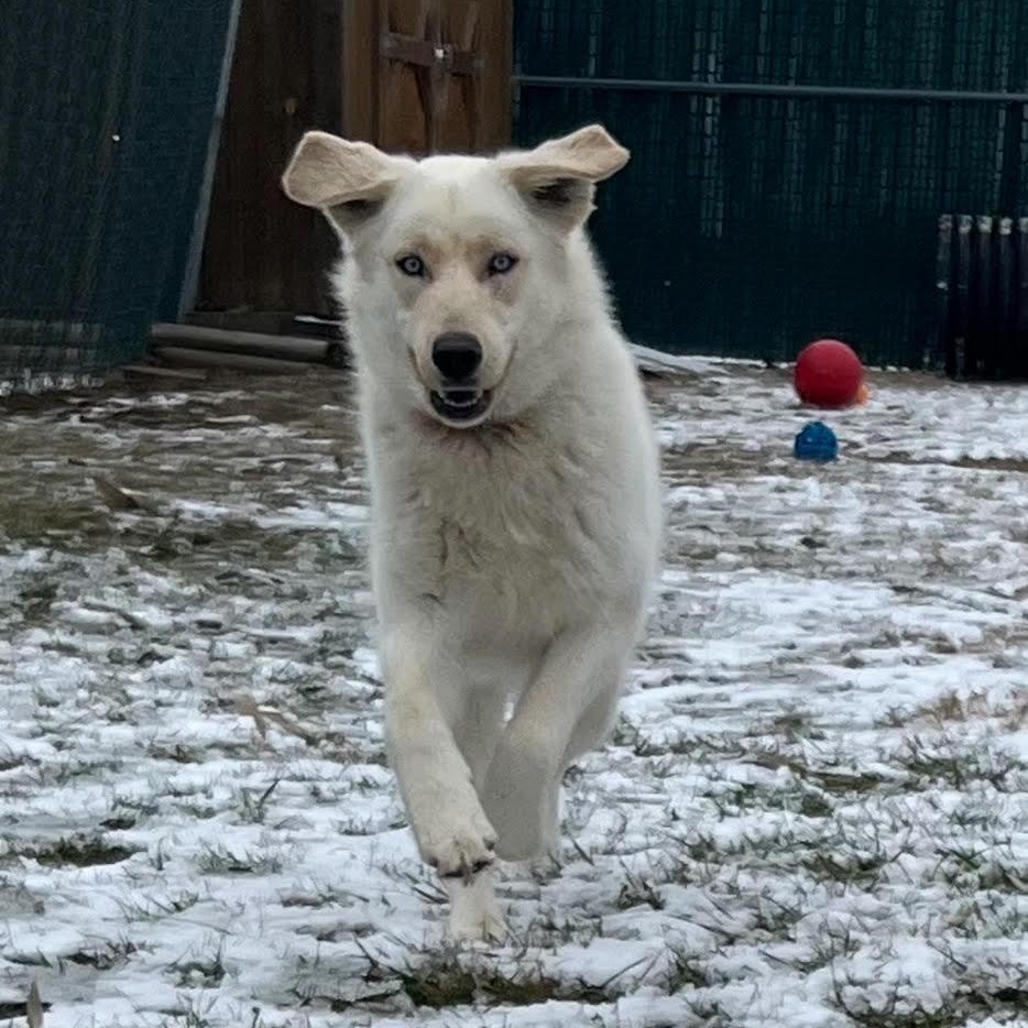 Enlarge Laika, an adopted mixed breed in West Jefferson, OH image 5/6