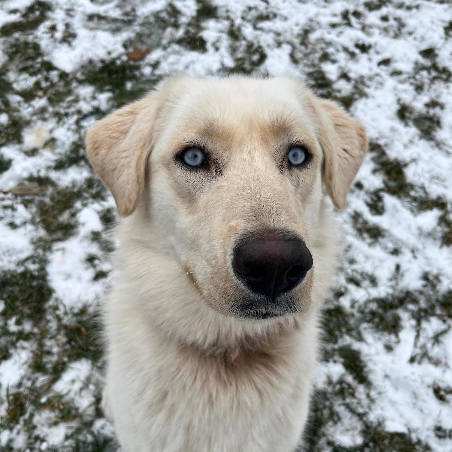 Laika, adopted, Adult Female Great Pyrenees & Husky.