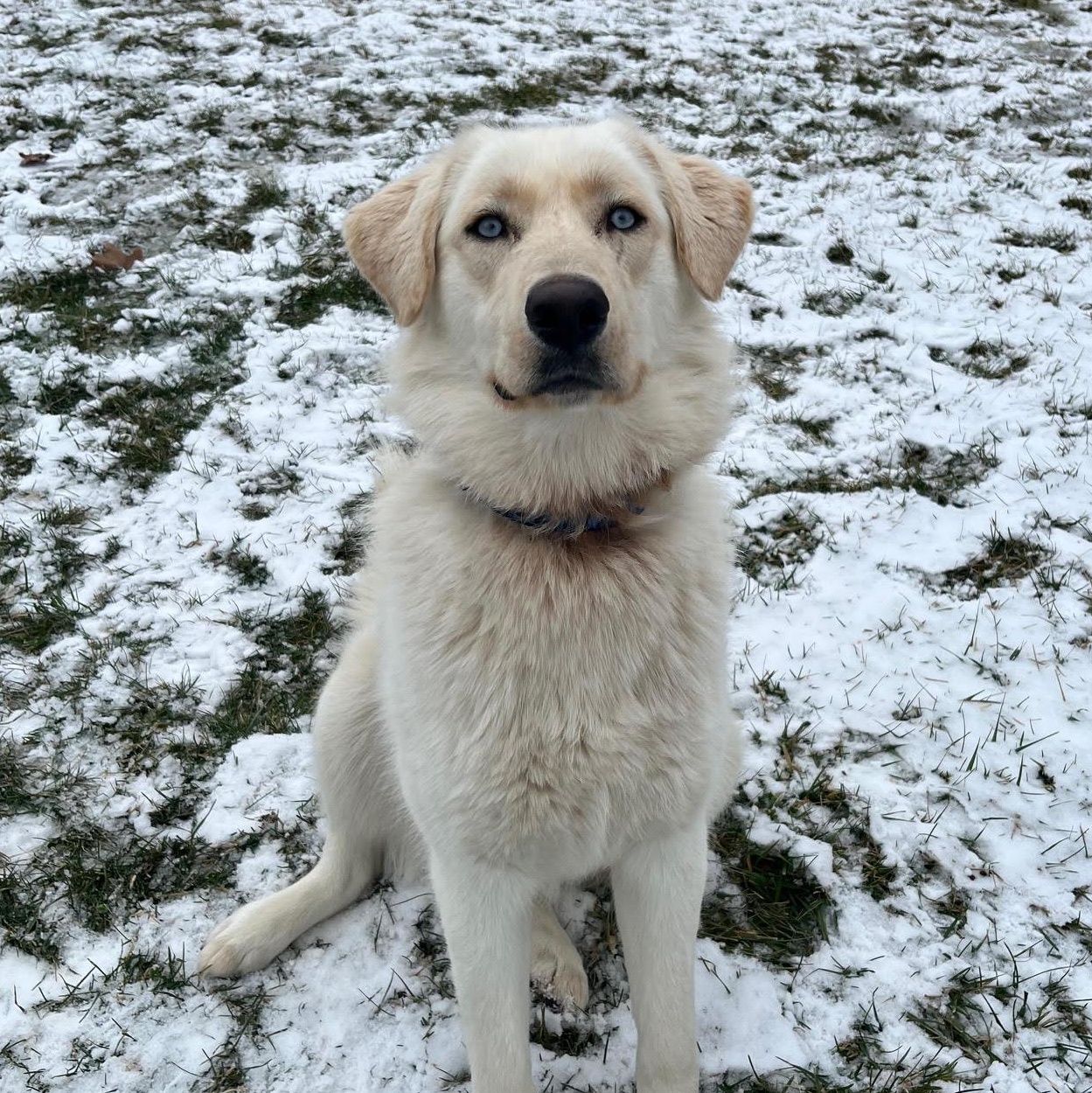 Enlarge Laika, an adopted mixed breed in West Jefferson, OH image 4/6