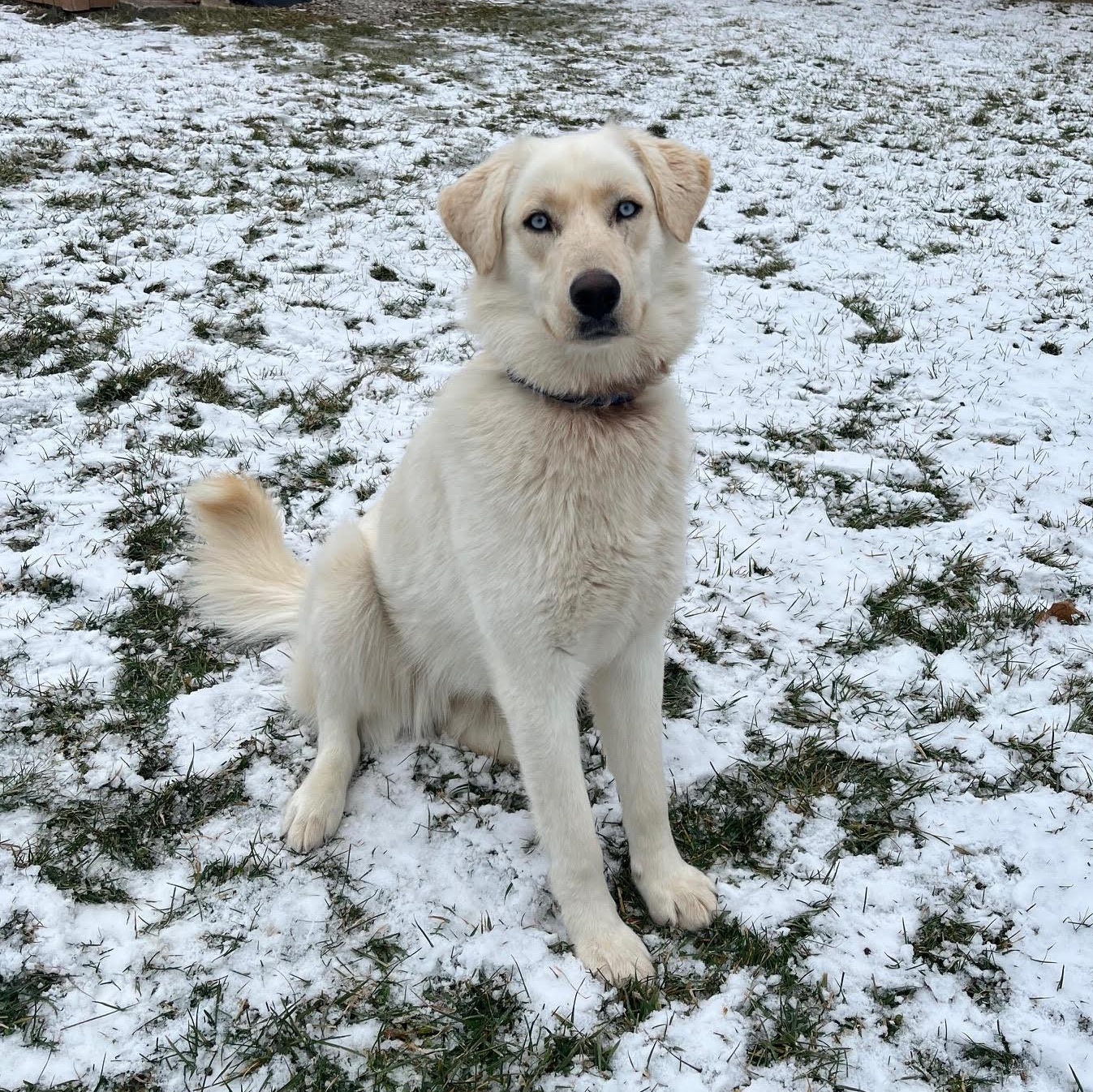 Enlarge Laika, an adopted mixed breed in West Jefferson, OH image 2/6