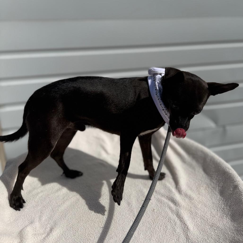 Weston, Adoptable, Adult Male Chihuahua.
