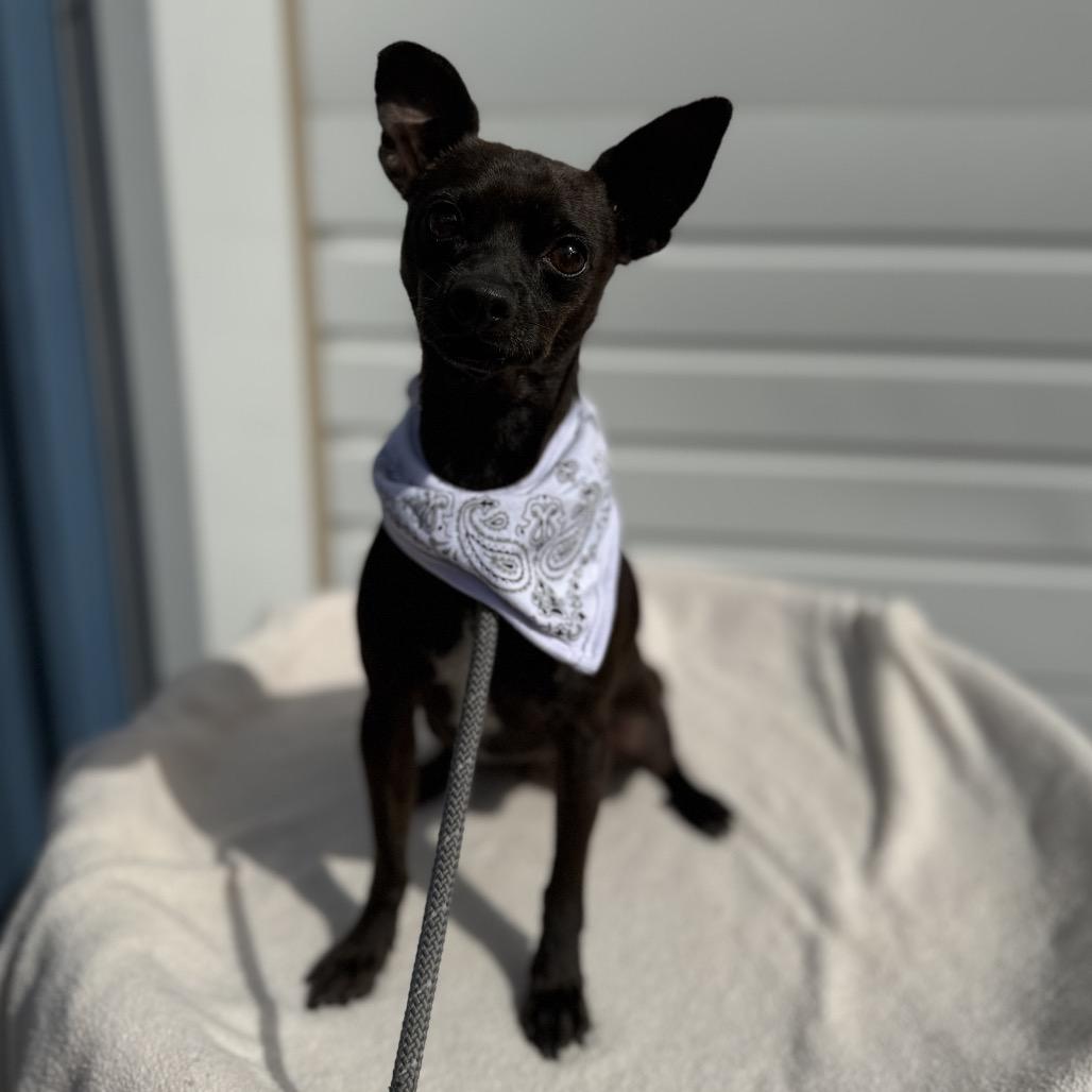 Enlarge Weston, a Adoptable Chihuahua in Newberg, OR image 2/3