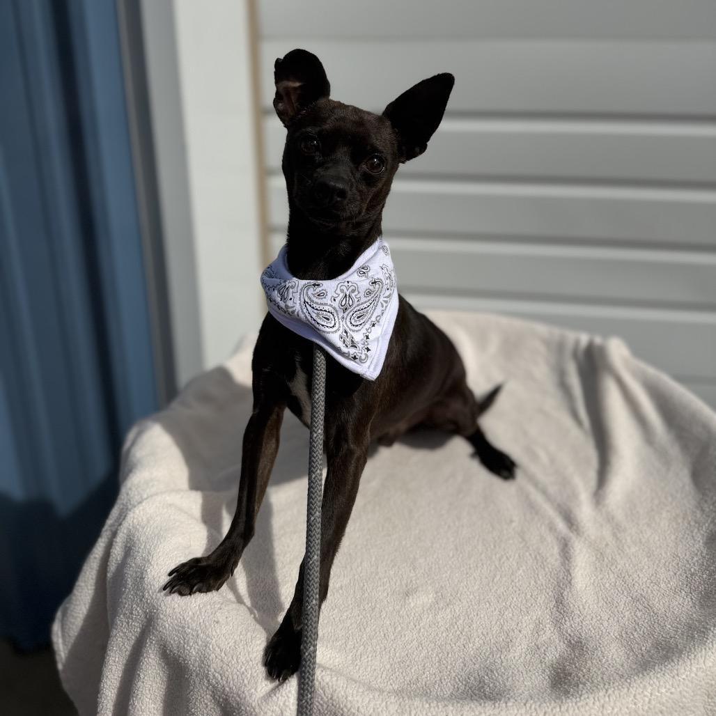 Enlarge Weston, a Adoptable Chihuahua in Newberg, OR image 3/3