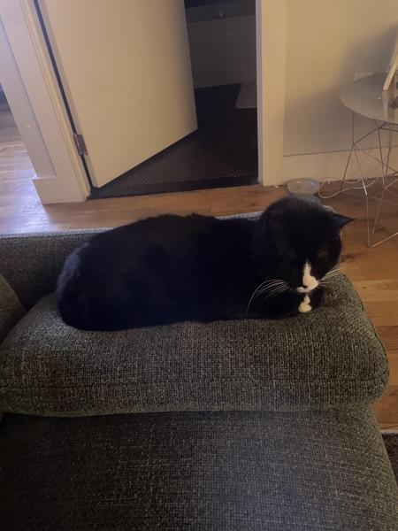 Charli — thumbnail 2