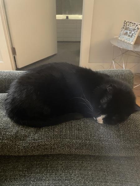 Charli — thumbnail 4