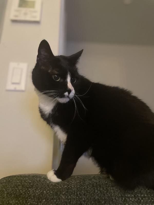 Charli — thumbnail 5