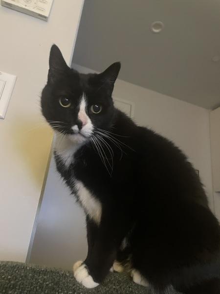 Charli — thumbnail 6