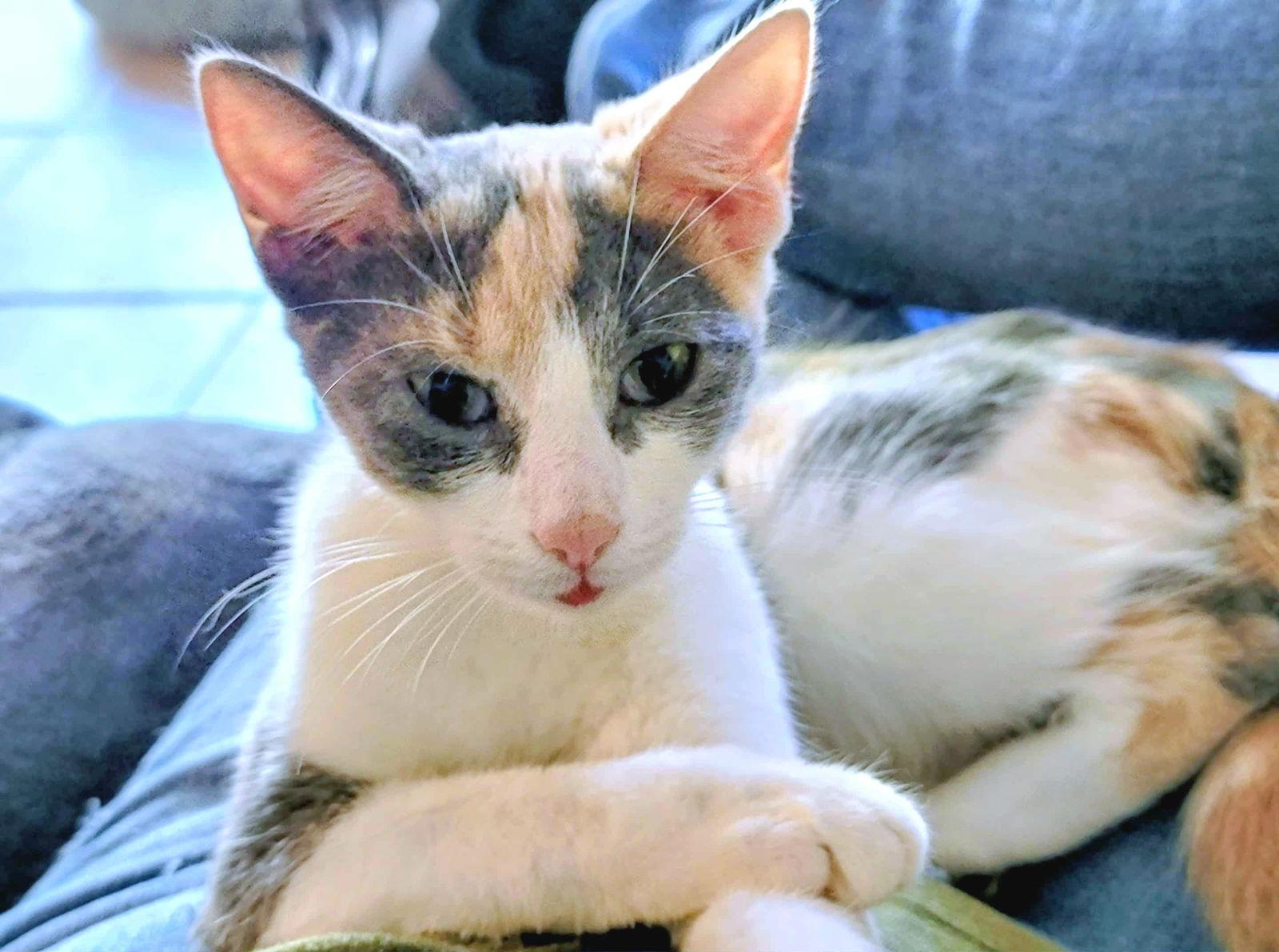 Penny, a Adoptable Dilute Calico in Locust Grove, GA image 1/3