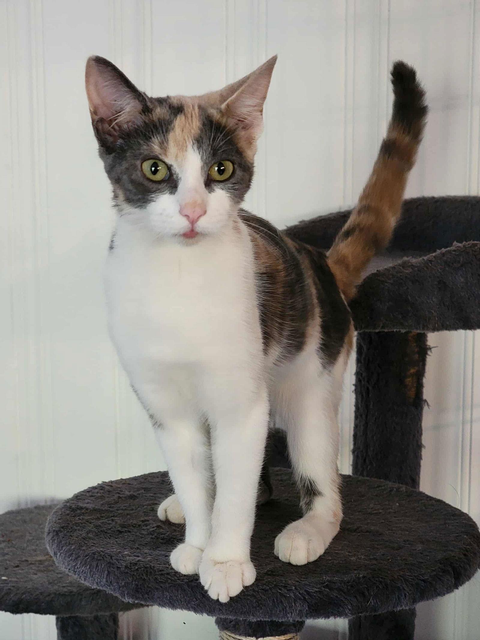 Penny, a Adoptable Dilute Calico in Locust Grove, GA image 2/3