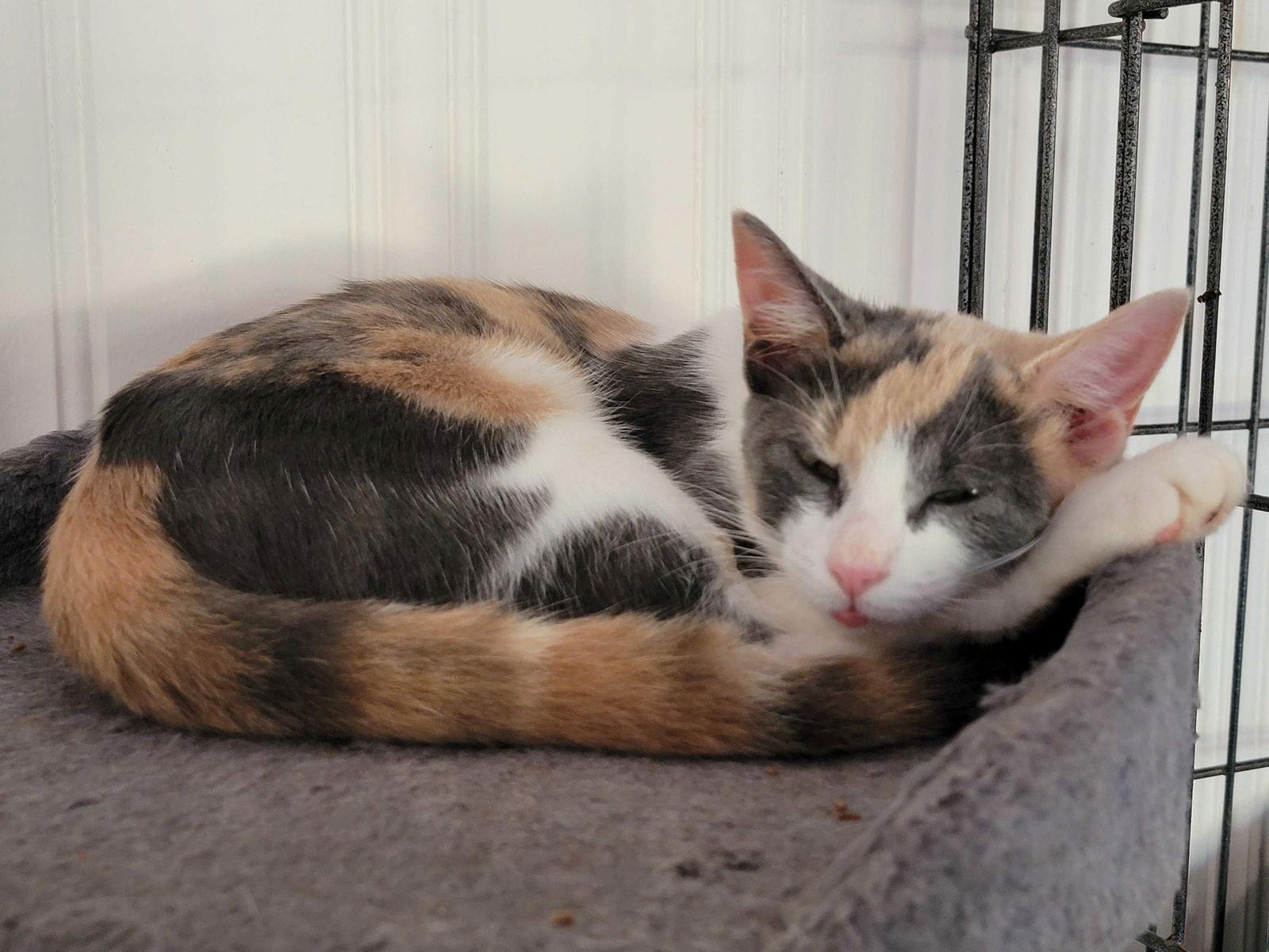 Penny, a Adoptable Dilute Calico in Locust Grove, GA image 3/3
