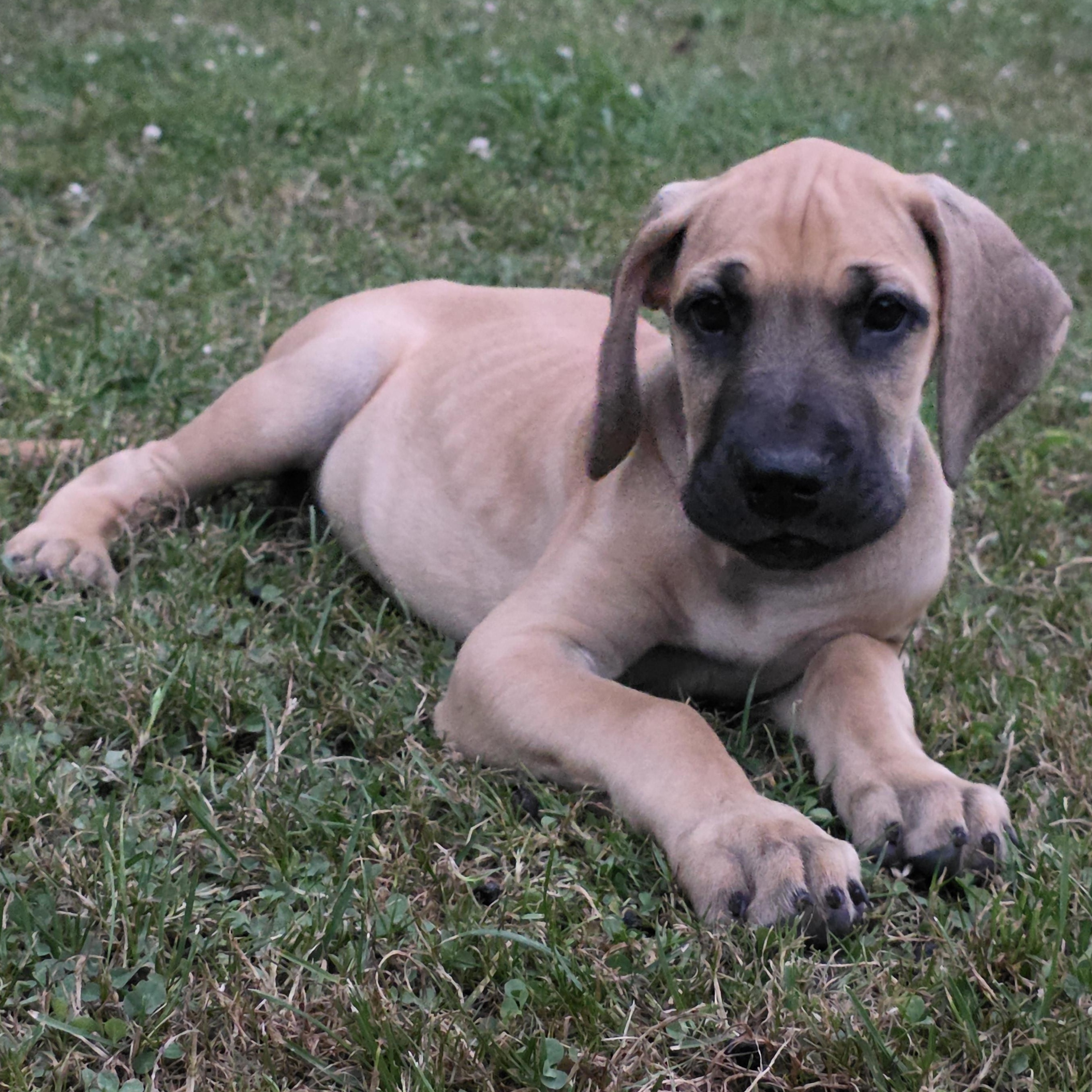 Majestic, Adopted, Puppy Female Great Dane.