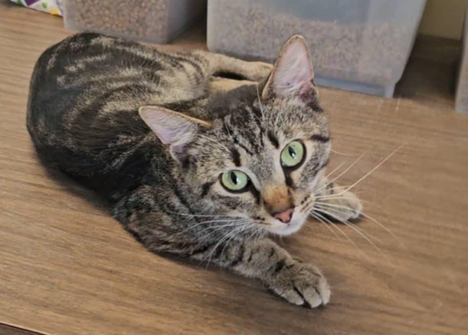 Becker, Adopted, Adult Male Domestic Short Hair.