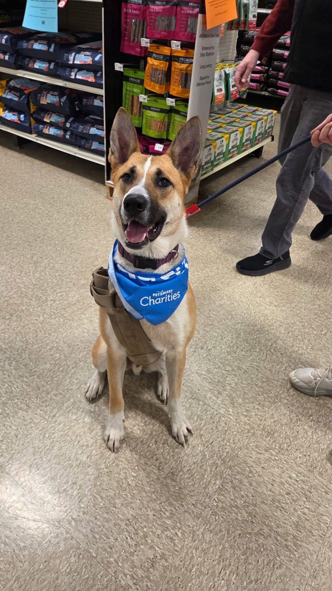 Enlarge Panda , a ADOPTABLE mixed breed in Elkhorn, WI image 2/3