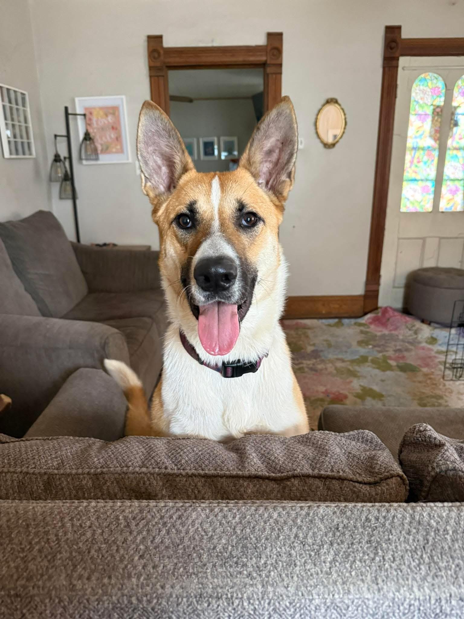 Panda , ADOPTABLE, Adult Male Akita.