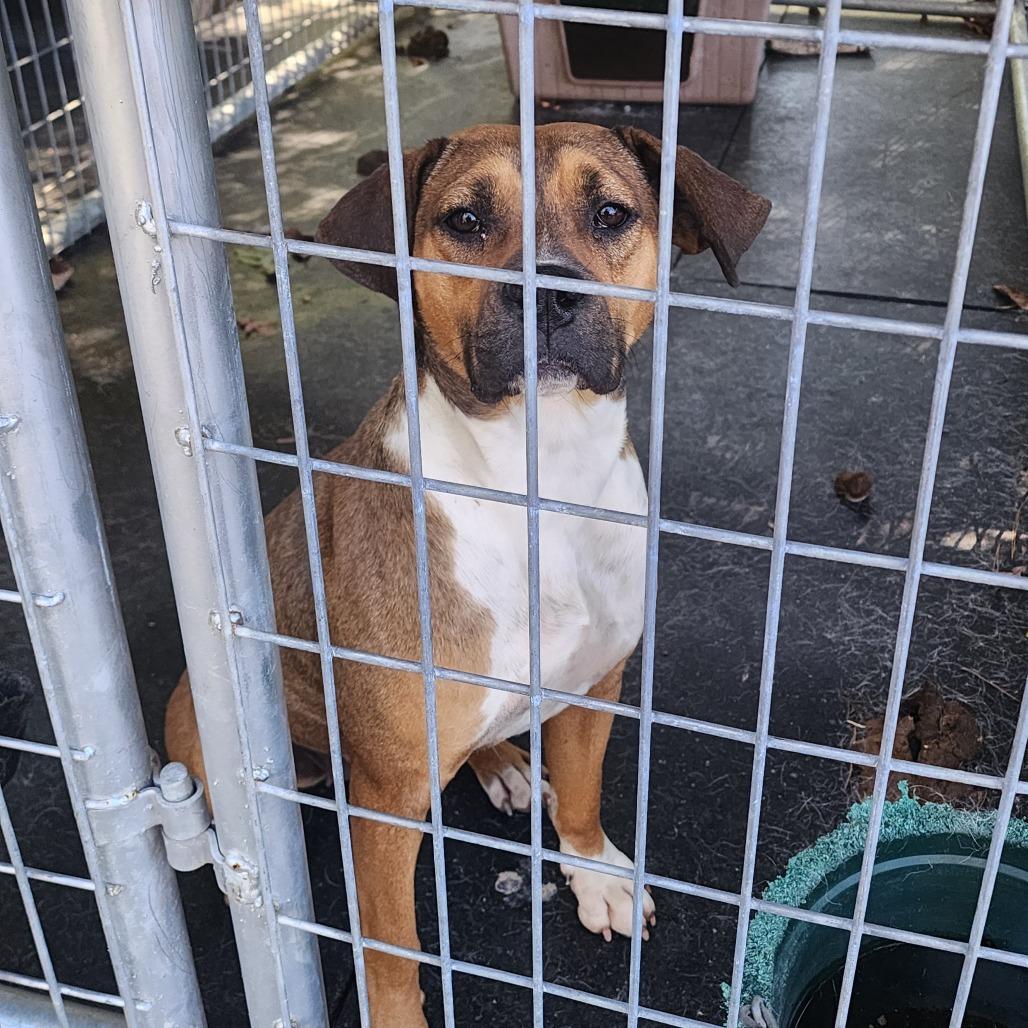 Lola, a Adoptable Mixed Breed in Evensville, TN image 1/6
