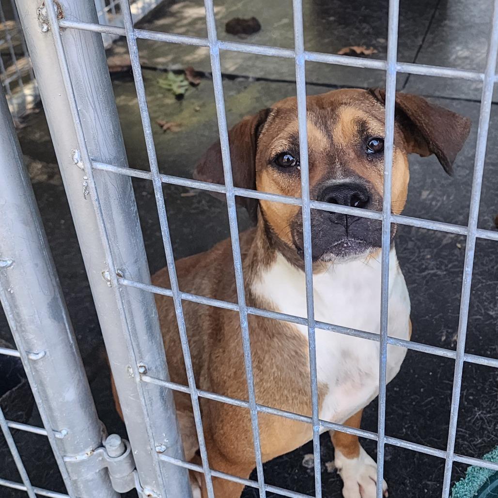 Lola, a Adoptable Mixed Breed in Evensville, TN image 2/6