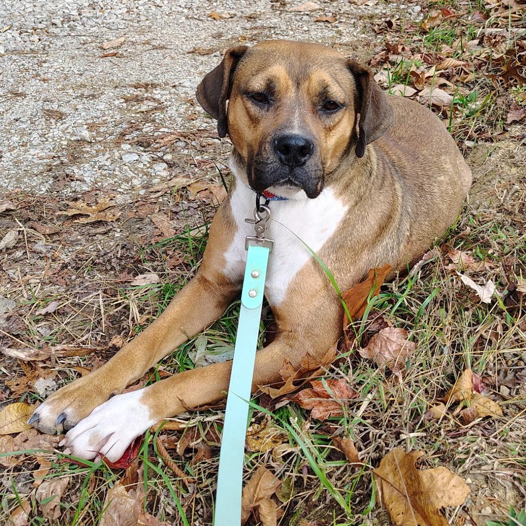 Lola, a Adoptable Mixed Breed in Evensville, TN image 3/6