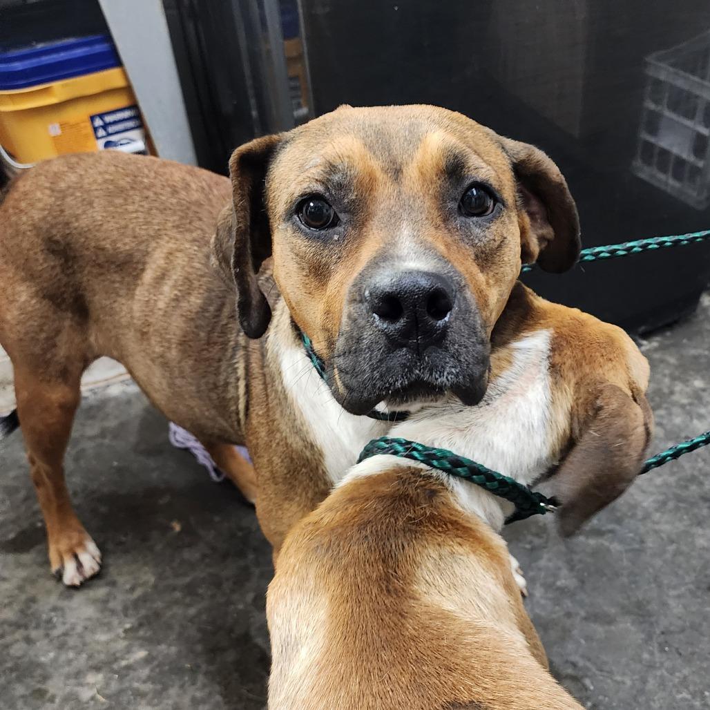 Lola, a Adoptable Mixed Breed in Evensville, TN image 4/6